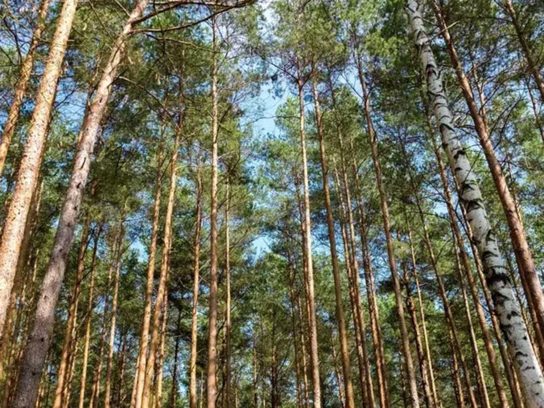 Cover image for Exploring the Mysteries of the Pine Barrens