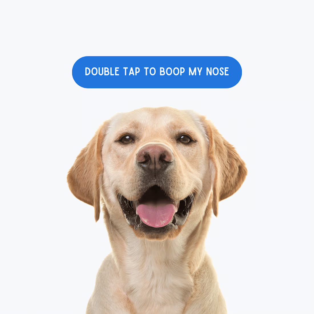 Cover image for Graphic design for a Pet care service firm :: Behance