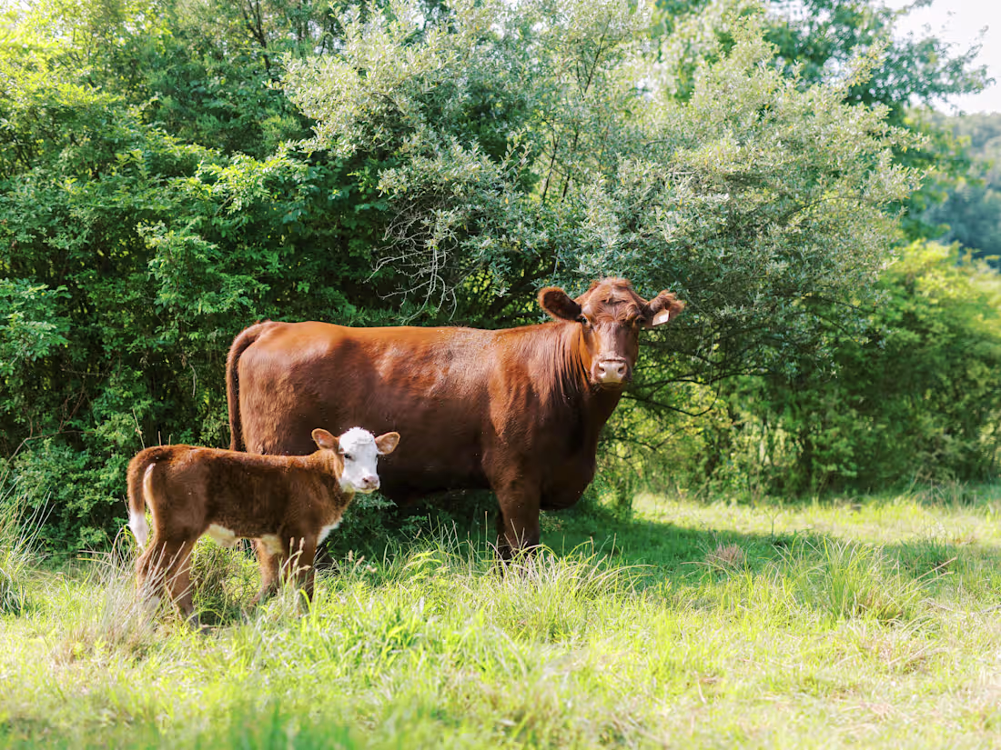 Cover image for Brand Photography