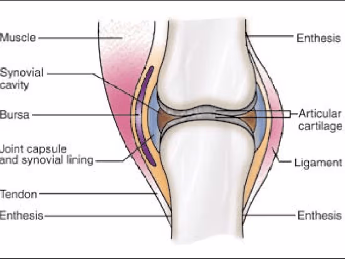 Cover image for Joints - MosiPhysio