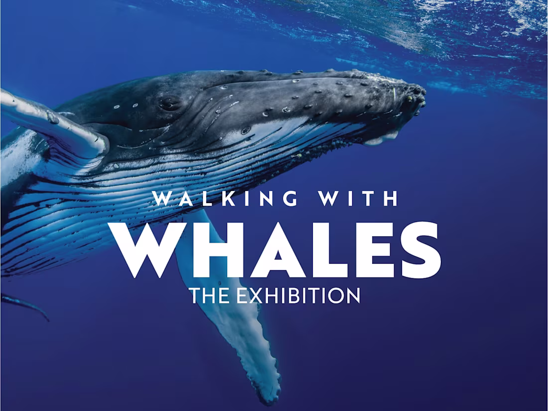 Cover image for Walking with Whales — The Wildflower Press