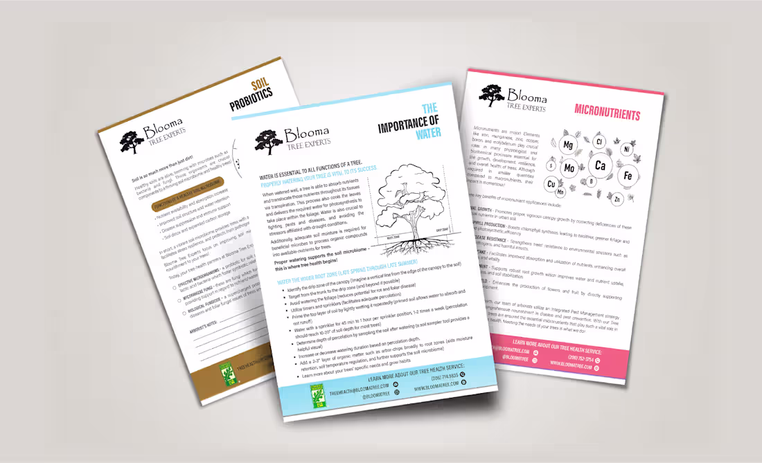 Cover image for Eco‑Inspired Poster Set for Blooma Tree | Sustainable Design