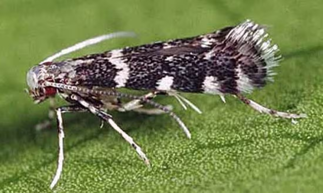 Cover image for Citrus Peelminer, A Pest of Orange Groves