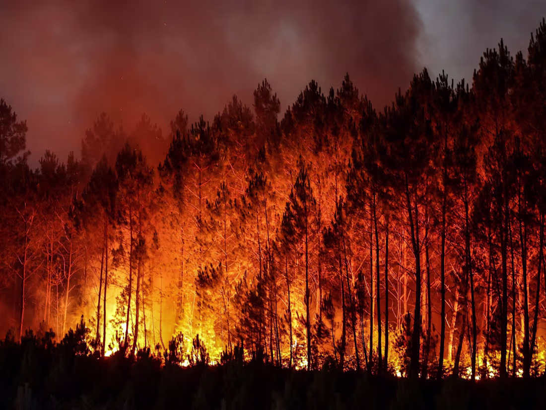 Cover image for NWCG