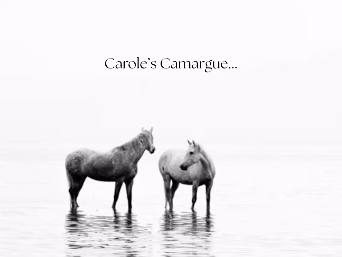 Cover image for Carol's Camargue