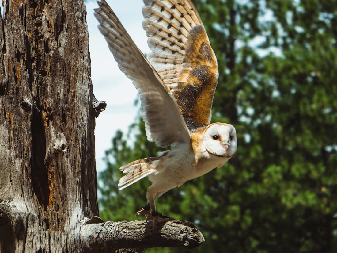 Cover image for No project