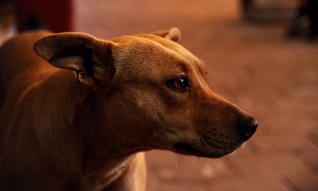 Cover image for Save Our Scruff, Mexico 2024