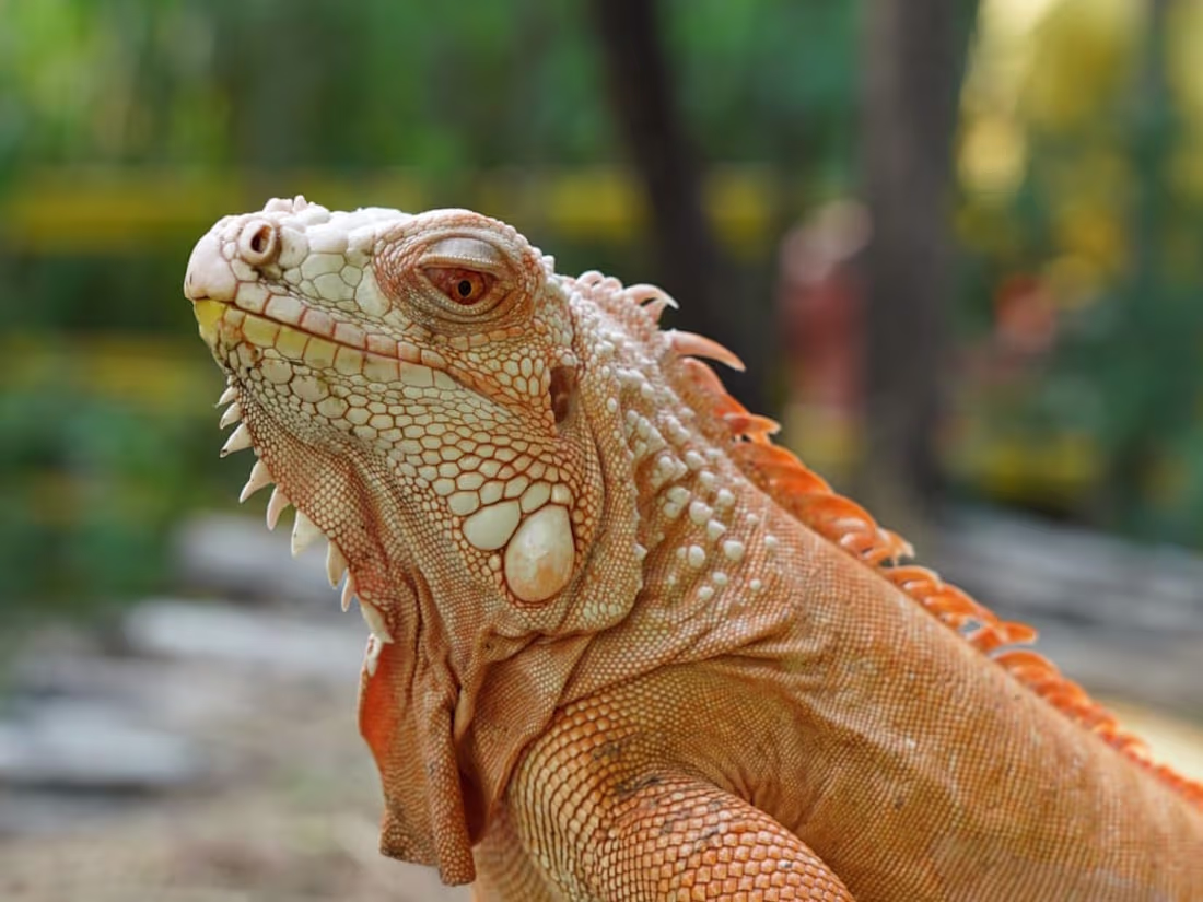 Cover image for U S Travel Website with Surfer SEO