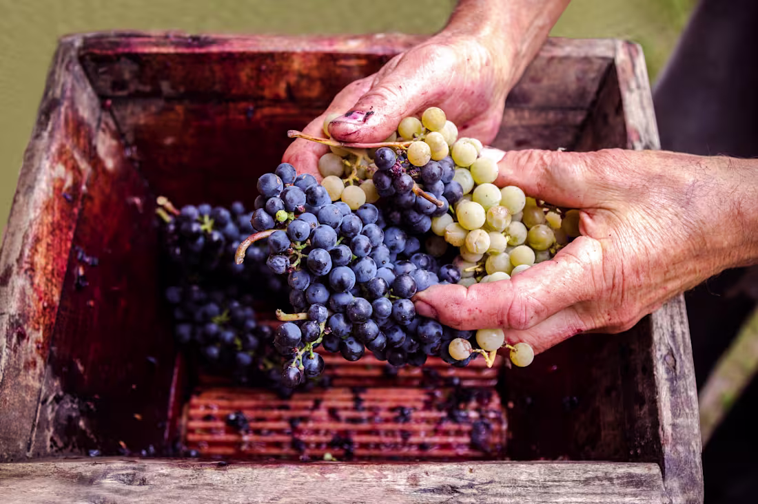 Cover image for Google Ads Management