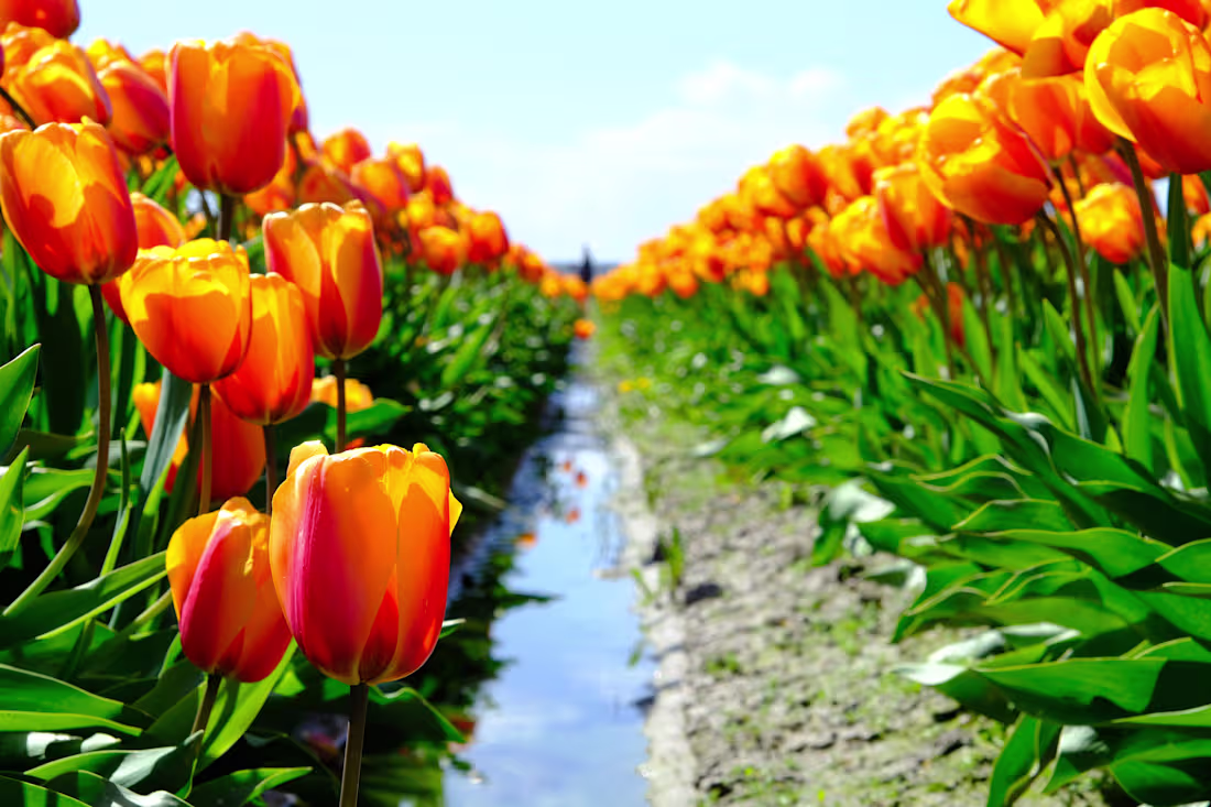 Cover image for Leer | WilsonDTurk Media