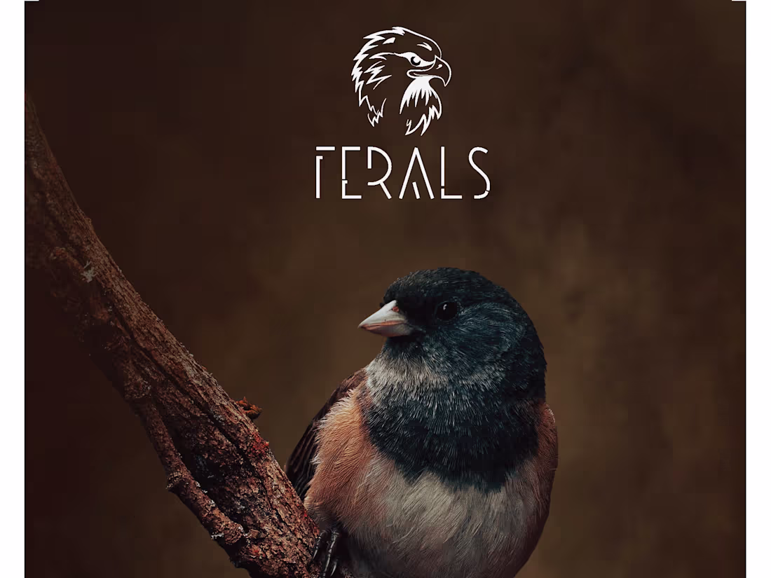 Cover image for Editorial Design for Wildlife Magazine