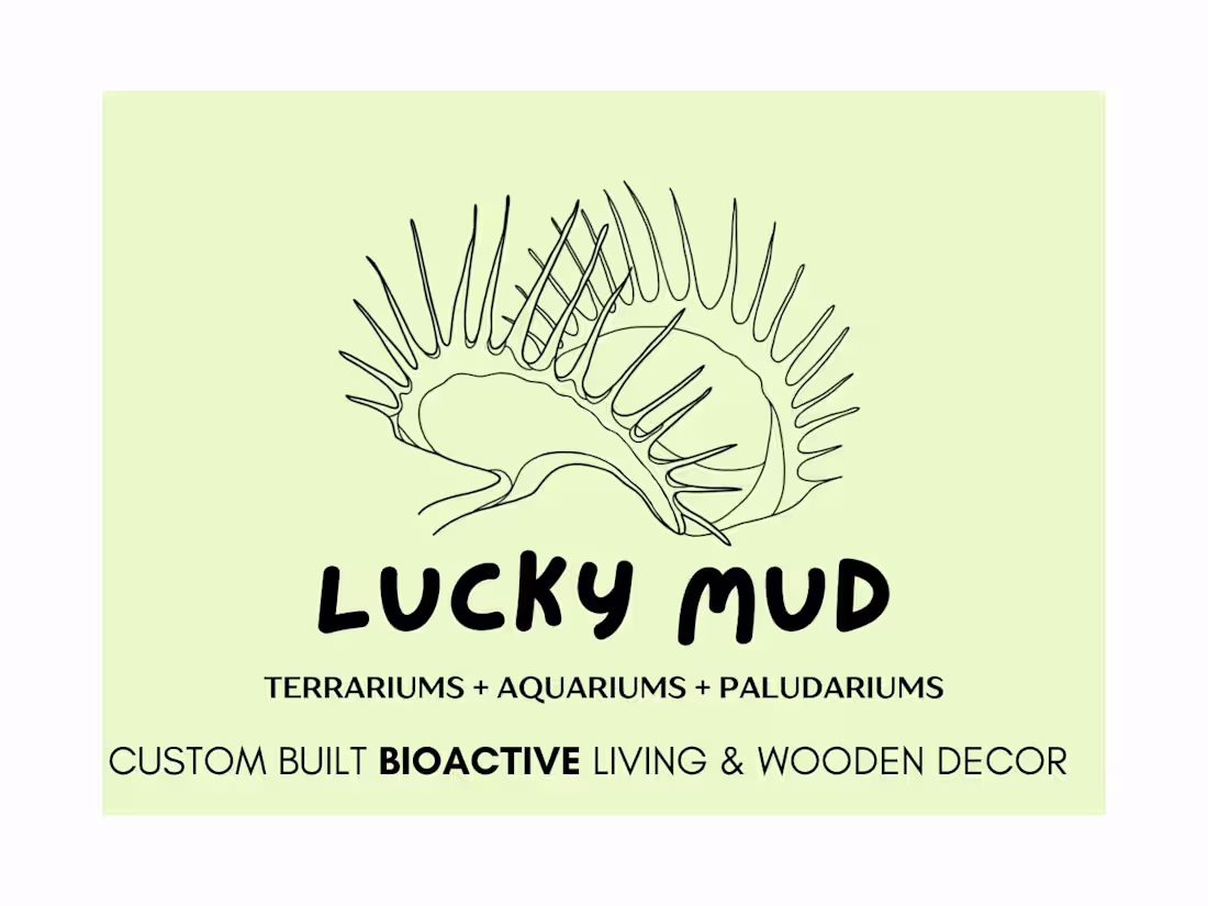 Cover image for Presentation Design for Lucky Mud