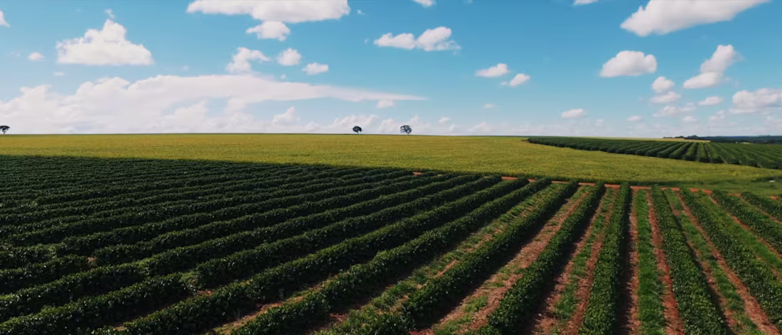 Cover image for Terrena Essencia | Editor cut