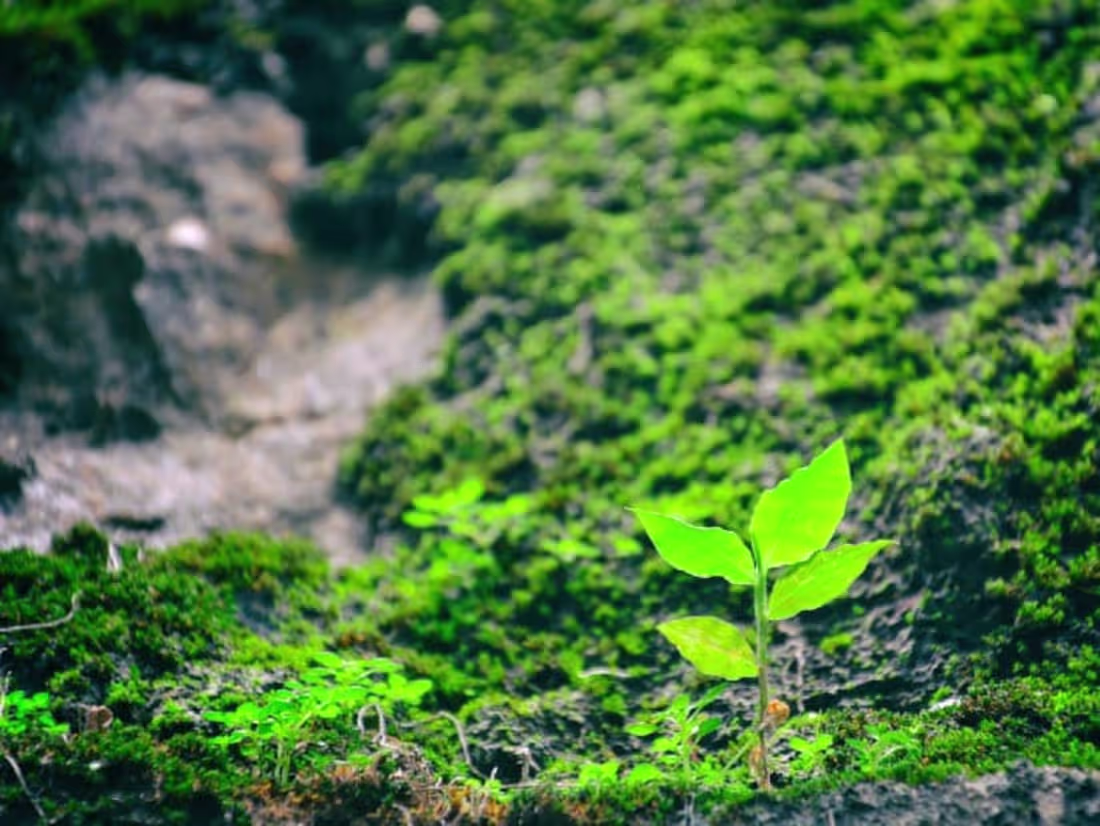 Cover image for The Growth Mindset in 2023