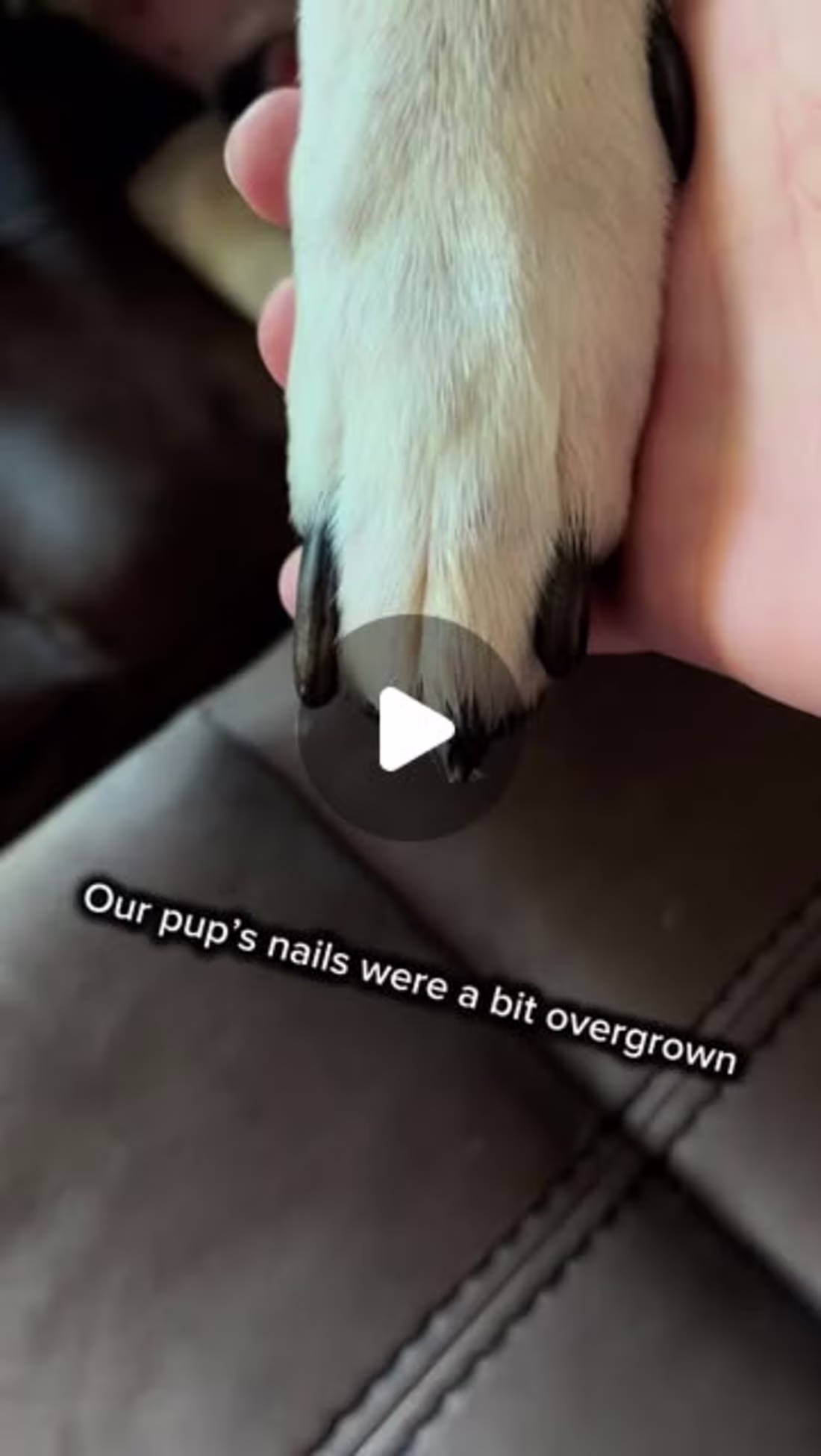 Cover image for Dog Nail Care with Zoomies Nail Grinder