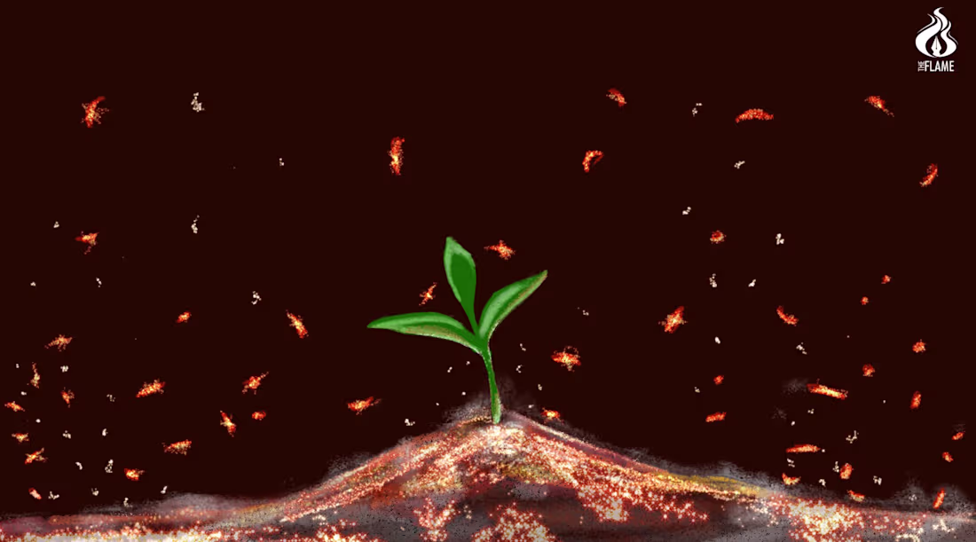 Cover image for A Dove Born of Ashes