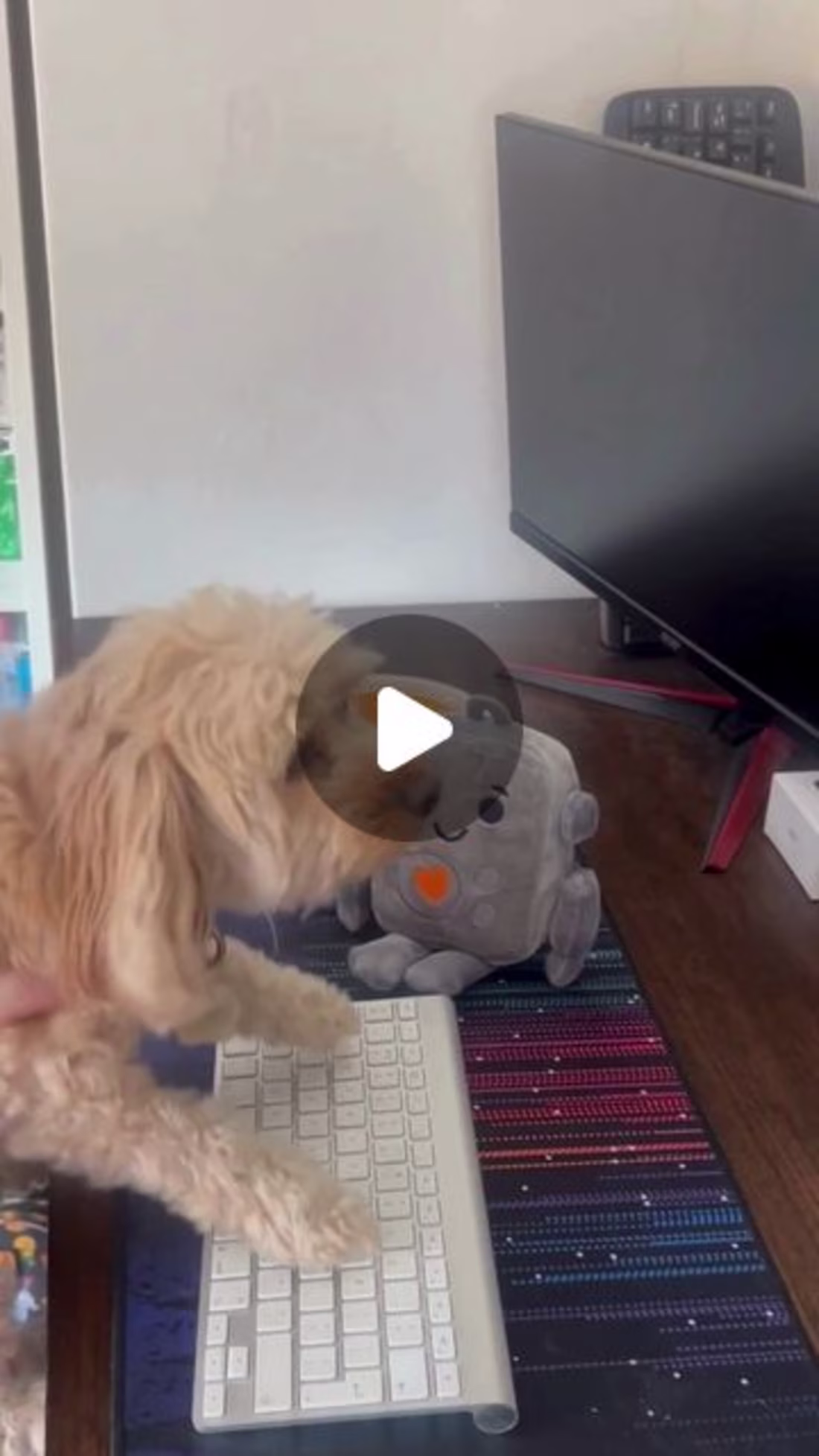 Cover image for A Day in the Life: Dog Content