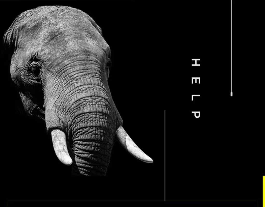 Cover image for Act Now – A Website Design for Animal Conservation