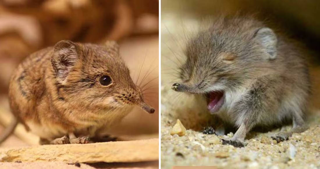 Cover image for Elephant Shrews Have Been Found In Africa After Decades Of Bein…
