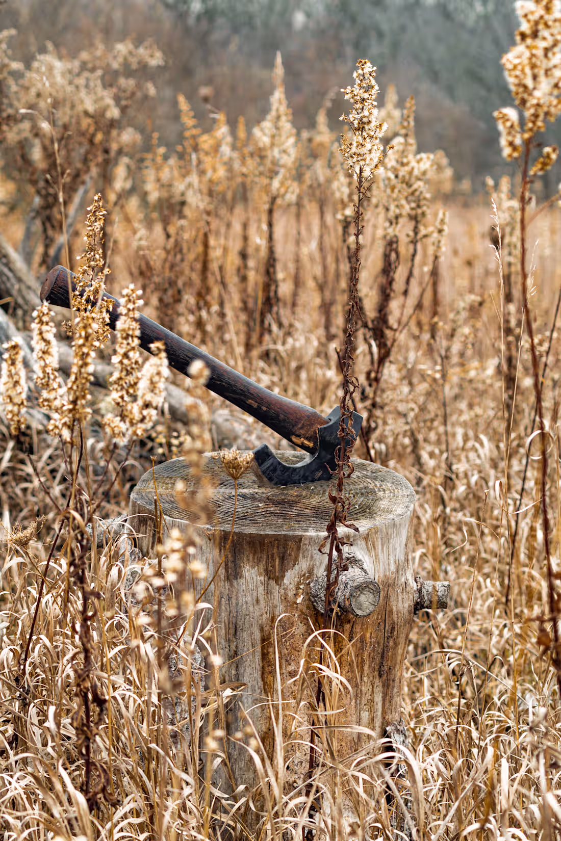 Cover image for Capturing the Essence of Nature