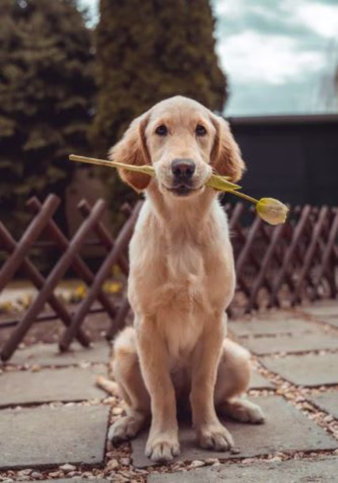 Cover image for How Emotional Support Animal Doctors Heal Souls