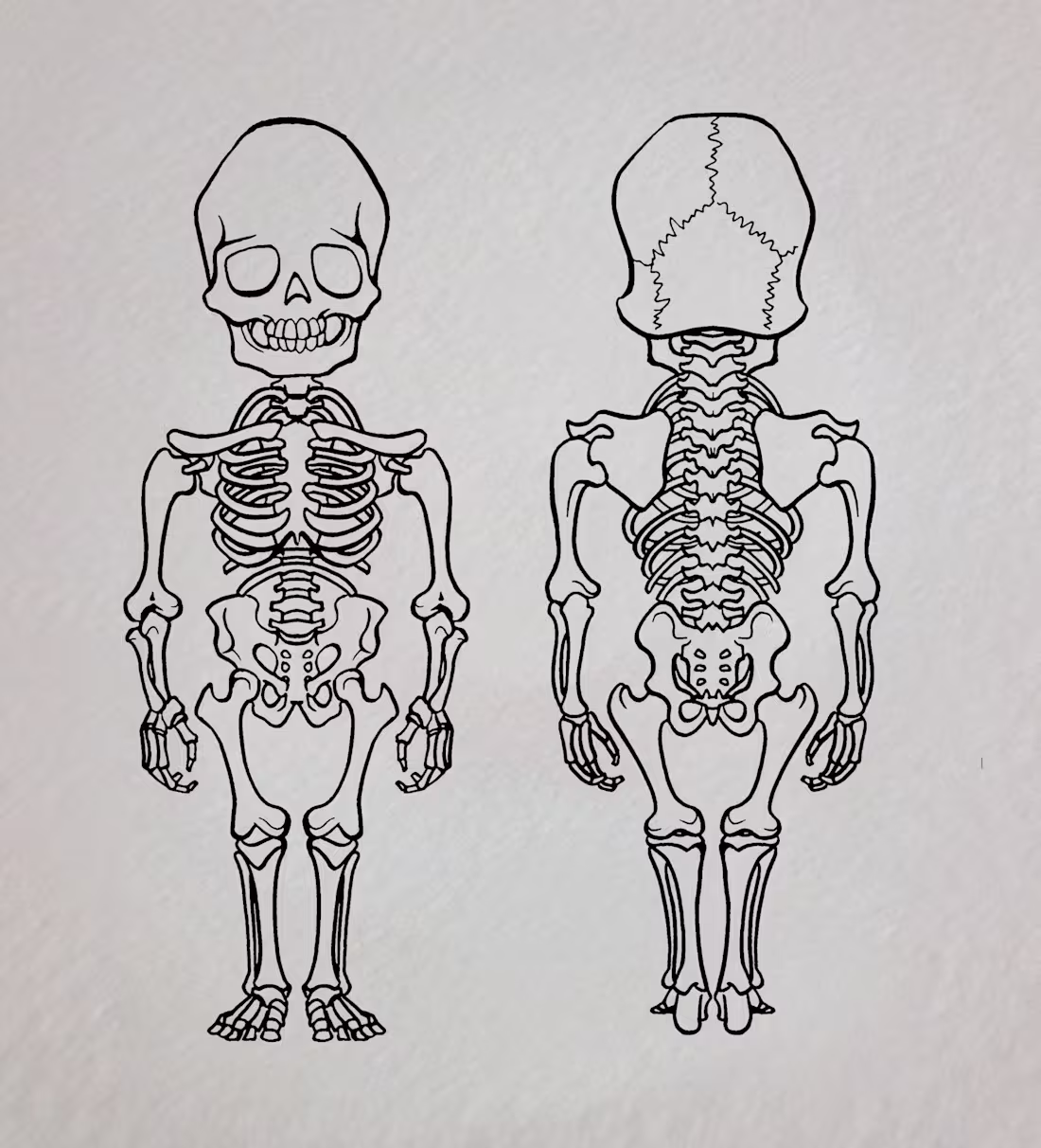 Cover image for Children's Book Illustration - Skeletal System