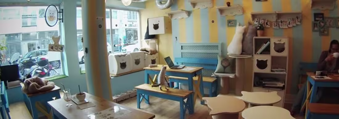 Cover image for Chat Mallows Café: Where You Can Drink Coffee & Pet Cats