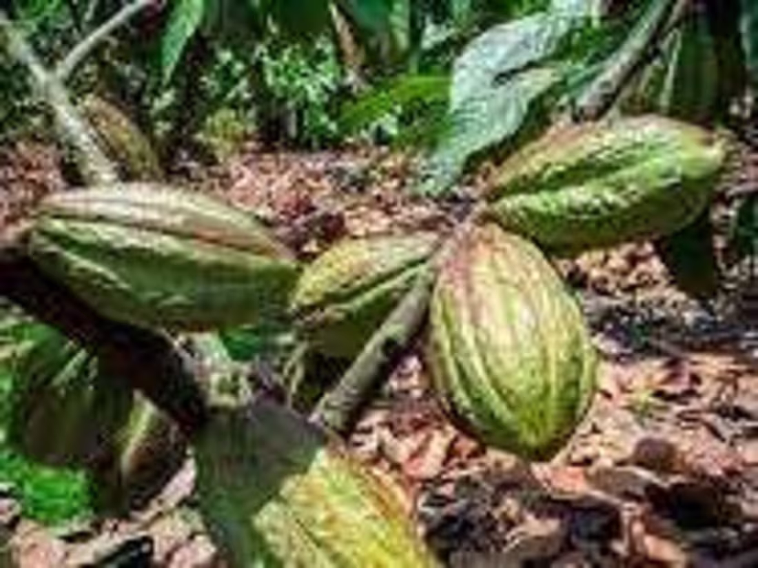 Cover image for The Nestle cocoa plan in Ecuador.