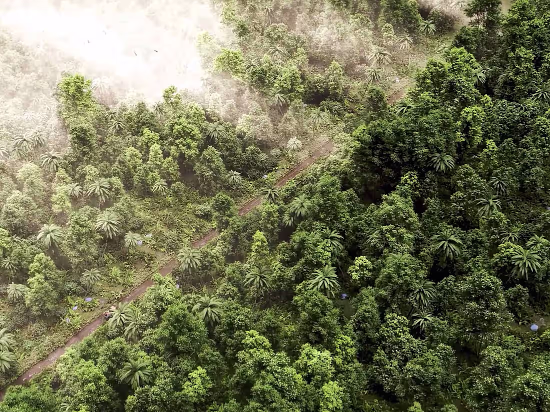 Cover image for Animation for Holographik