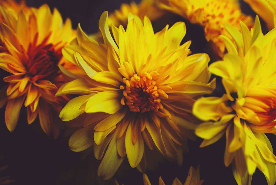 Cover image for We're so Golden.