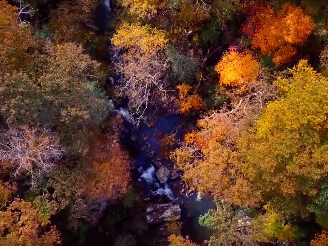 Cover image for Through the Woods 