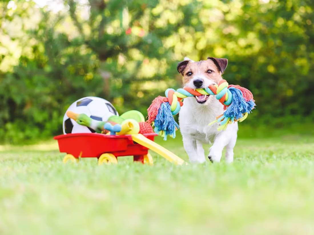 Cover image for Pet Bed Product Description