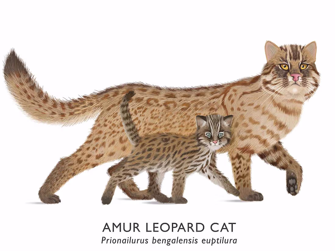 Cover image for Amur Leopard Cat Information board for National Park