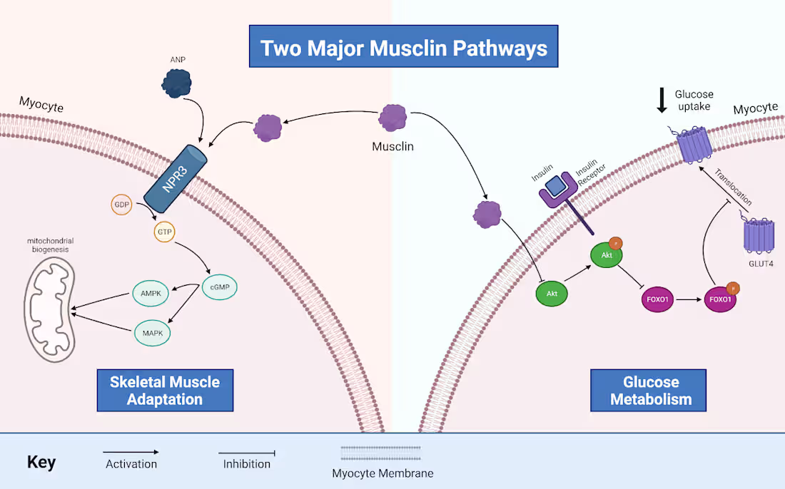Cover image for Scientific Editorial