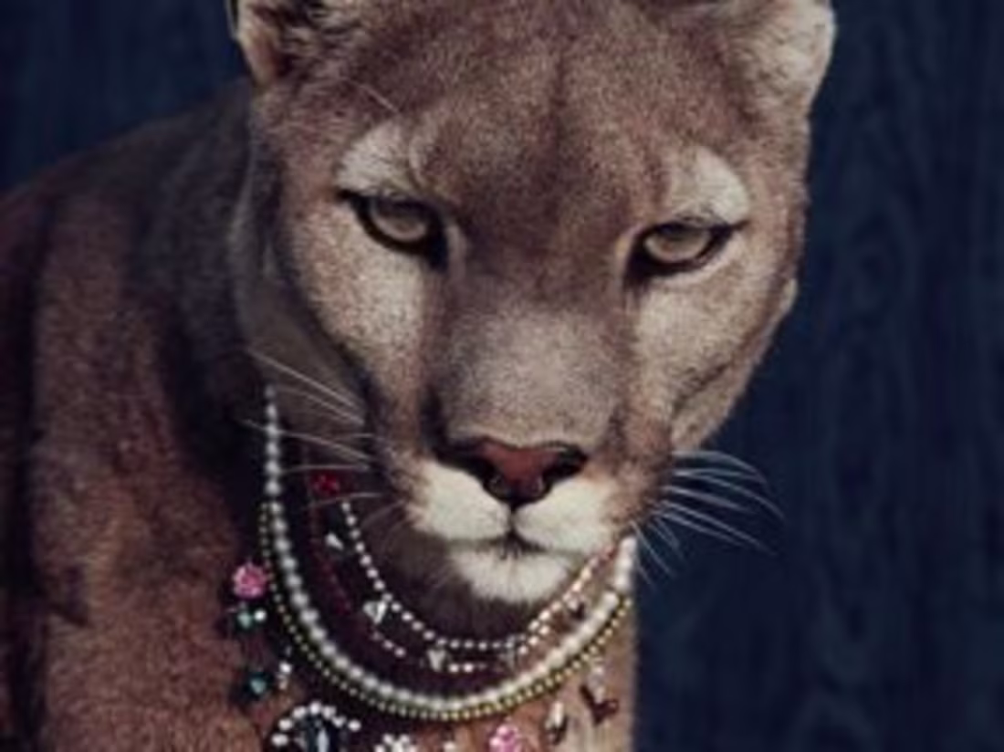 Cover image for Panthere Pardus is a narrative