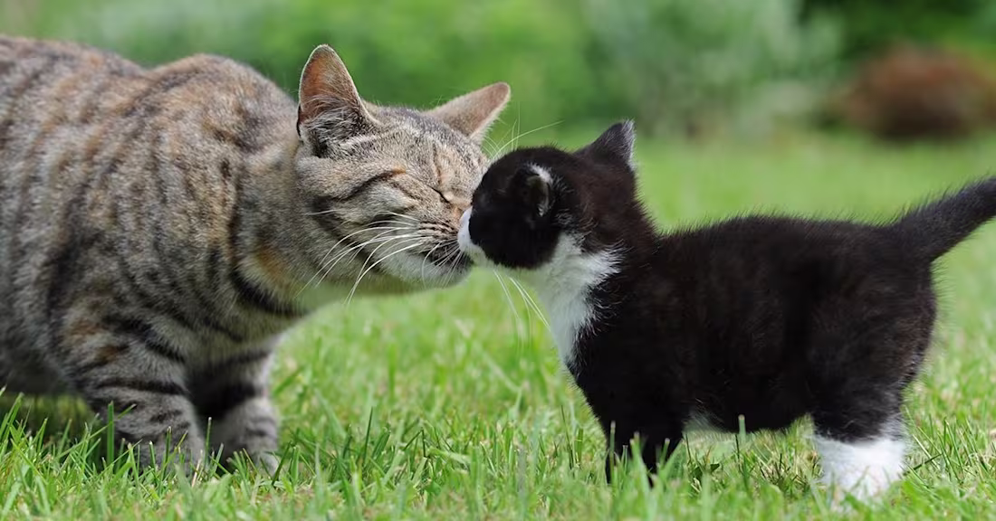 Cover image for Introducing Your New Kitten To Your Cat: How To Prepare - Pumpk…