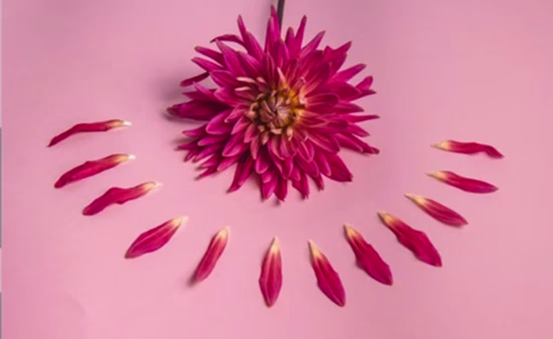 Cover image for Menopause Research Project for African and Afro-Caribbean Women