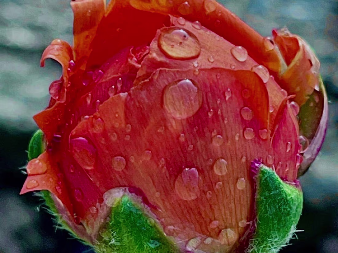 Cover image for Editor n creator 