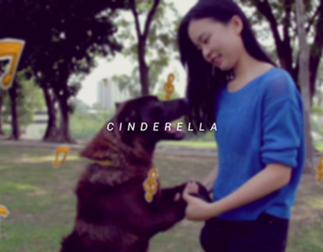 Cover image for CINDERELLA | Dog Adoption