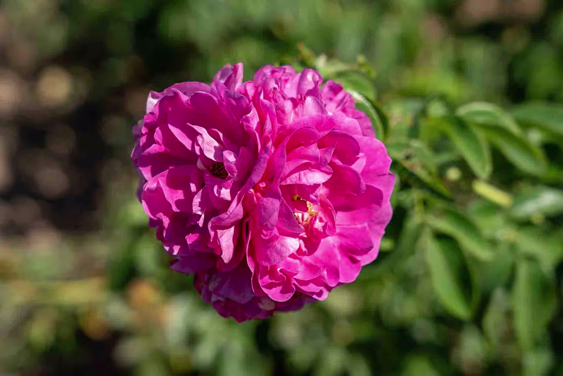 Cover image for All About John Cabot Roses! - Tuxedo Yard Care