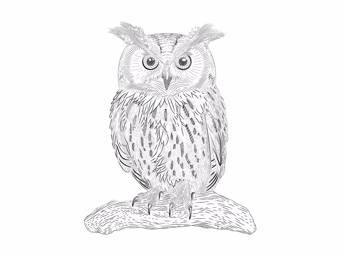 Cover image for Owl Hatching Illustration Project