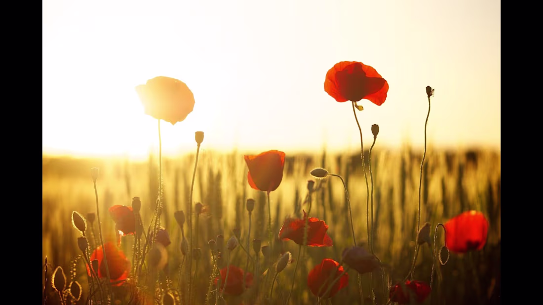 Cover image for Kind of Mom - YouTube