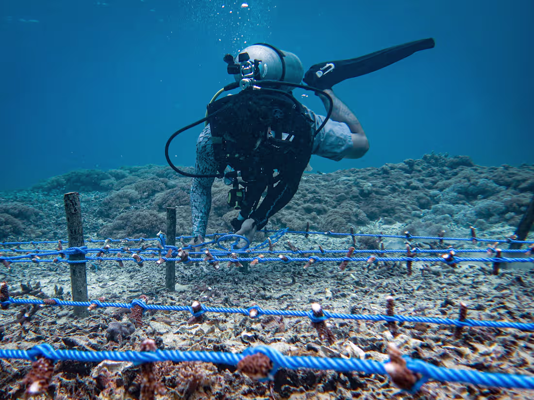 Cover image for Newsletter for Coral Restoration Project