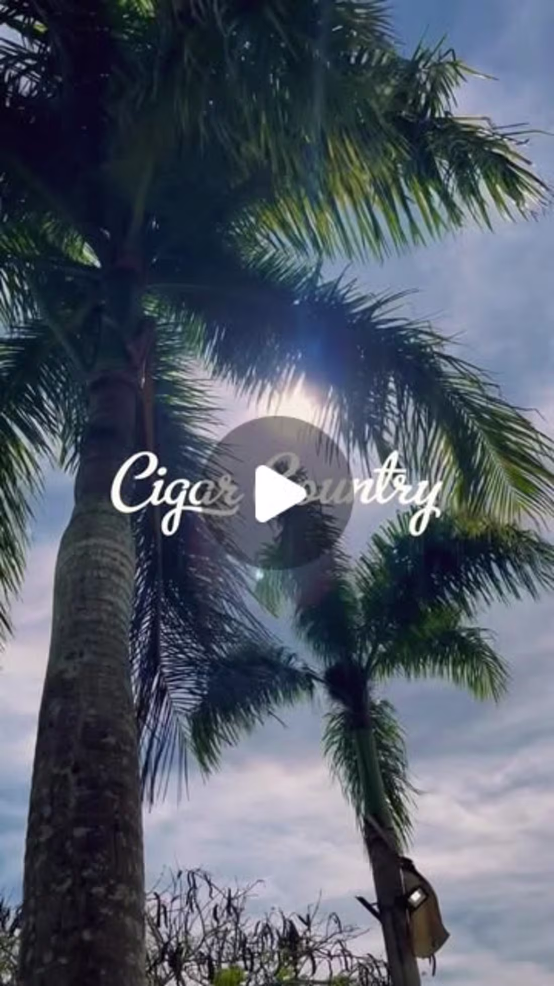 Cover image for Avo Cigars Summer Promotion