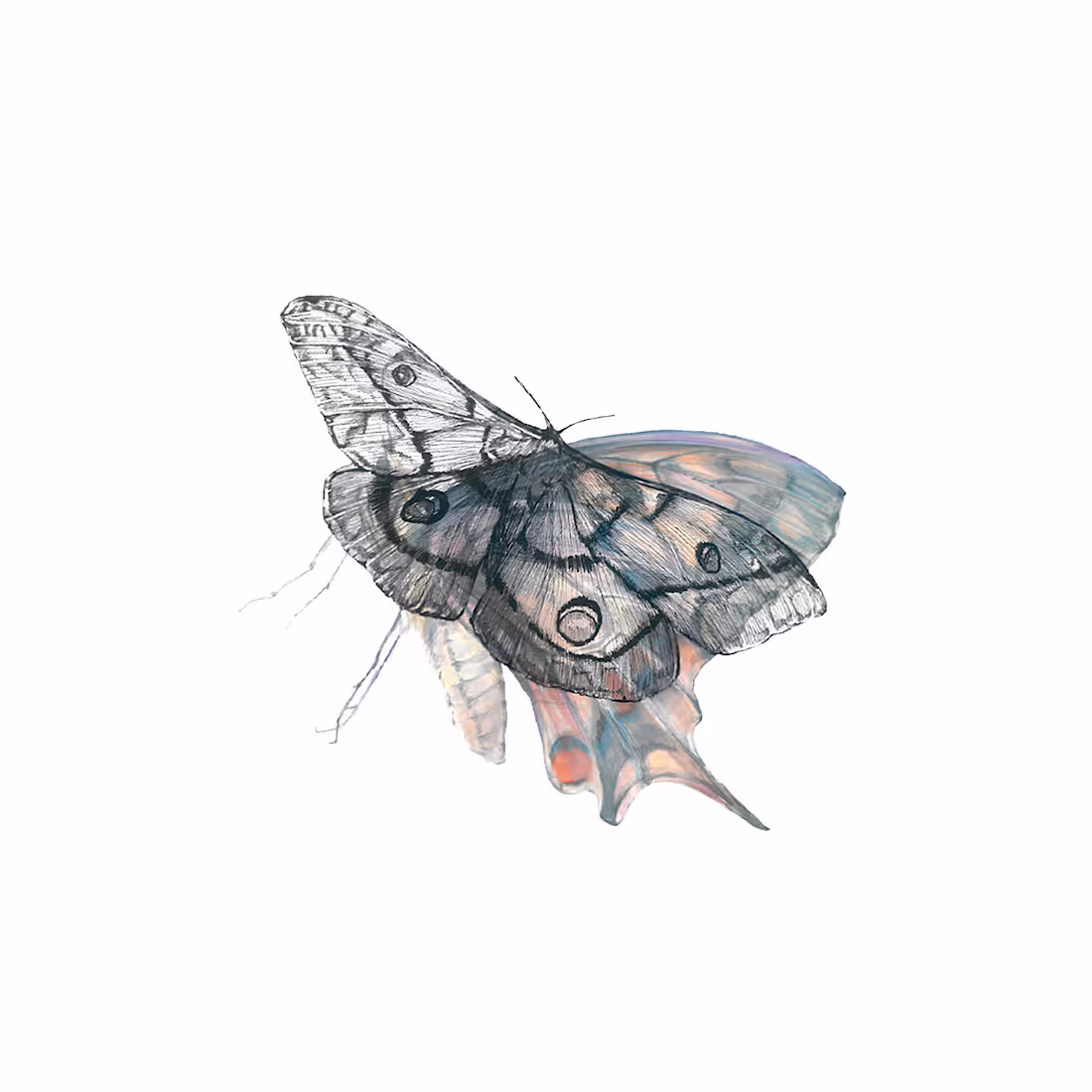 Cover image for The Moth That Devours the Butterfly