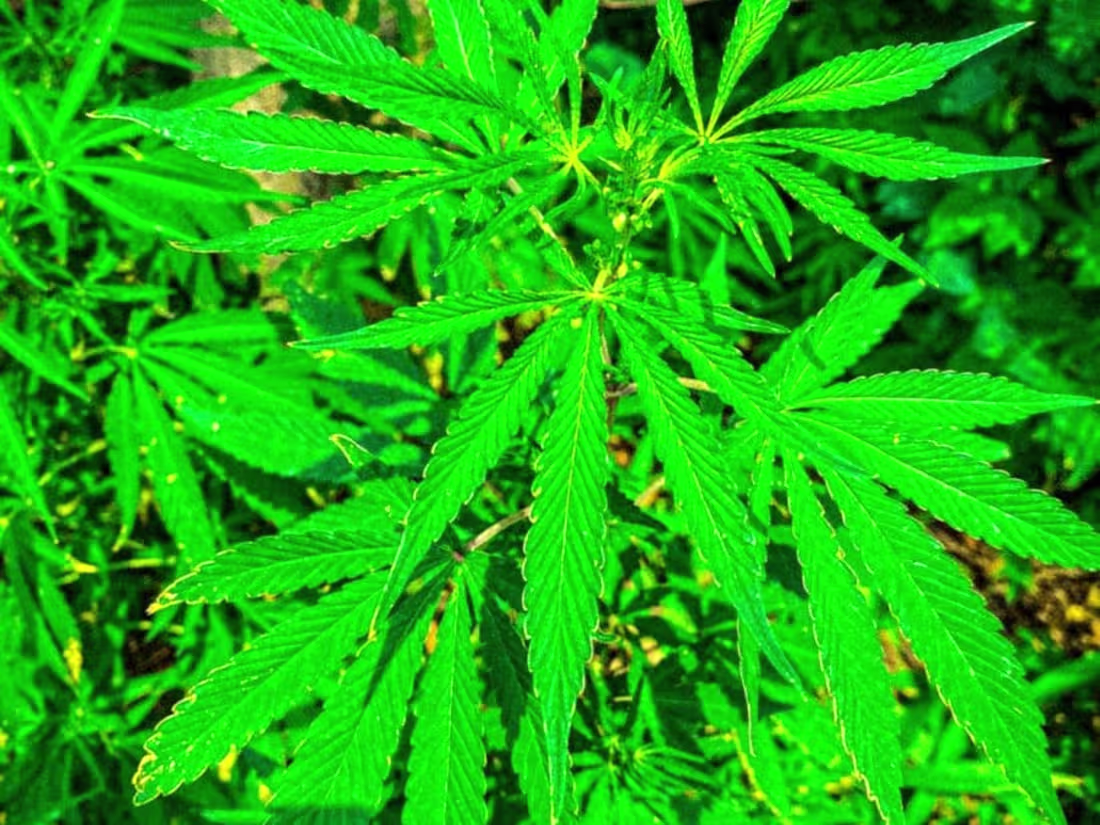 Cover image for The Miracle Benefits of Marijuana