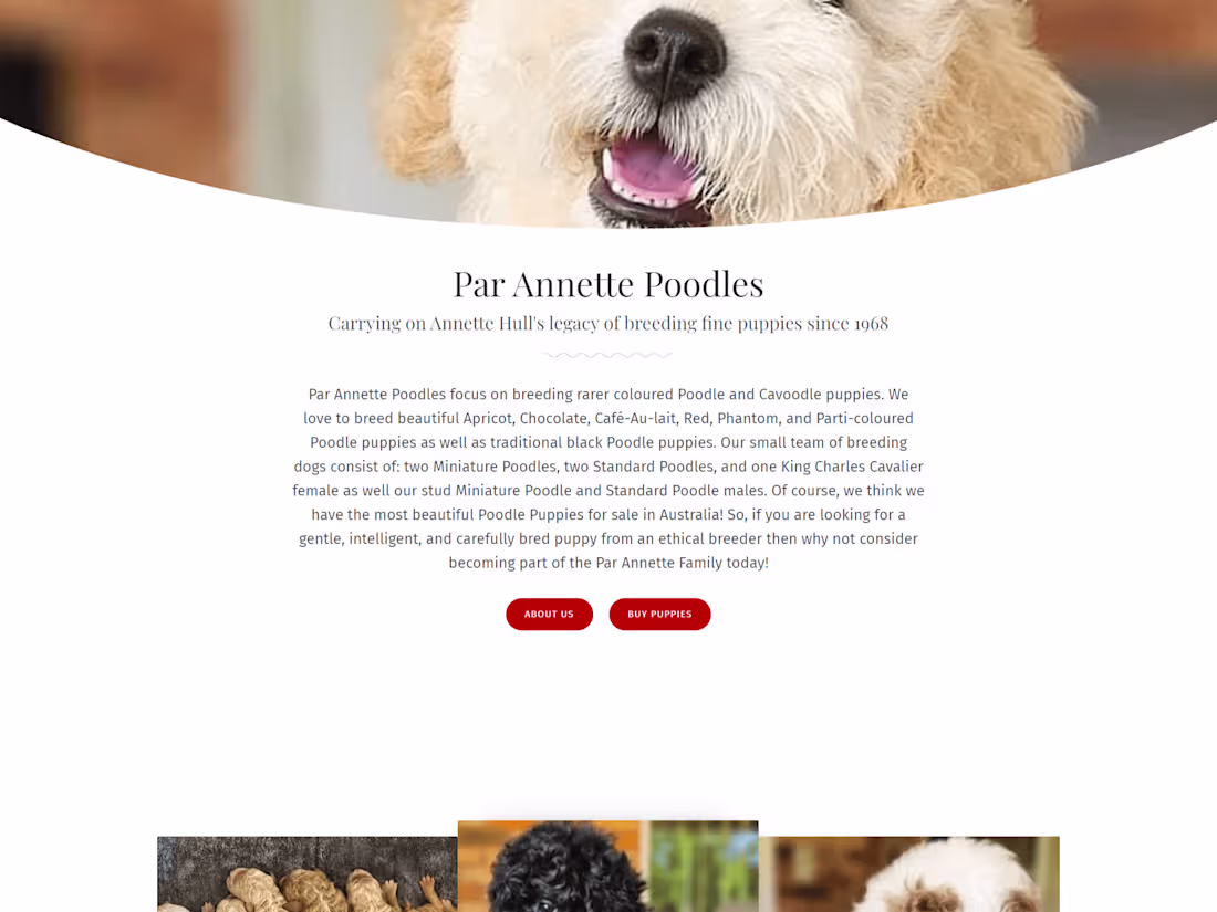 Cover image for Poodle Puppies