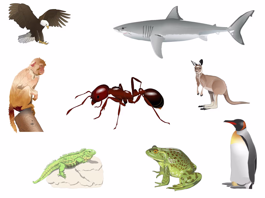 Cover image for Vector Illustration. College Biology Courses.