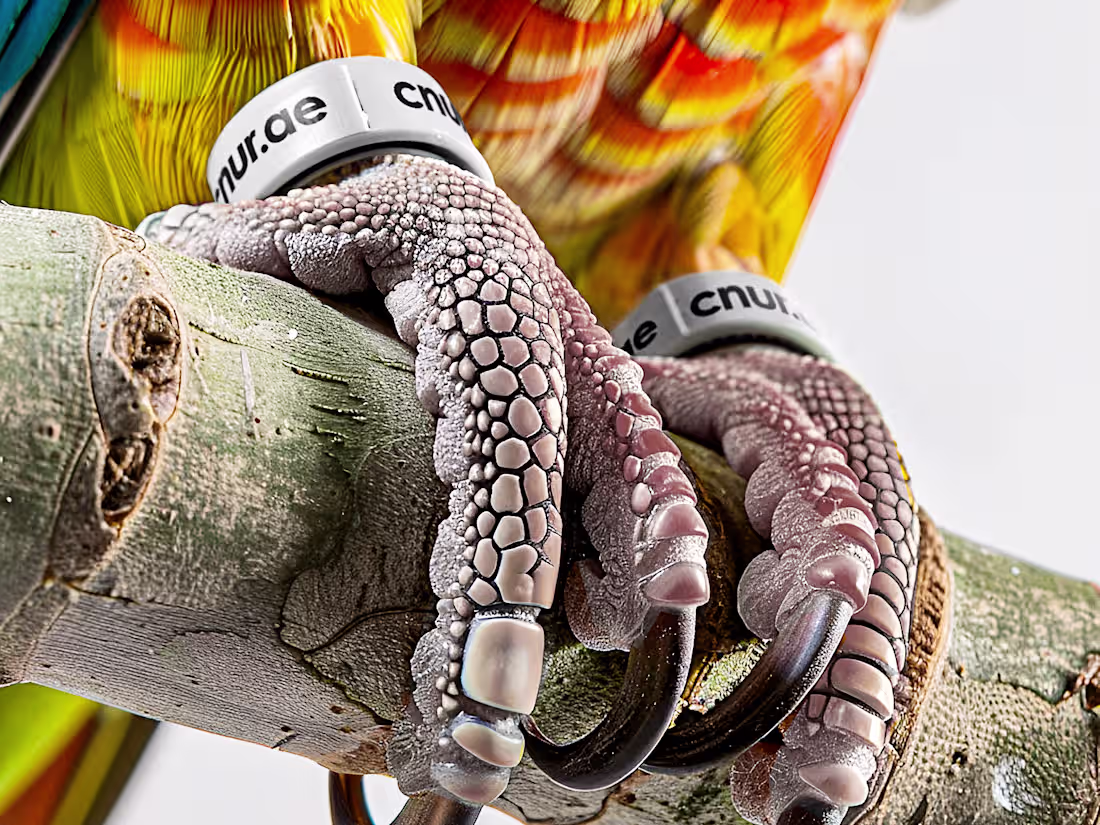 Cover image for Complete Branding