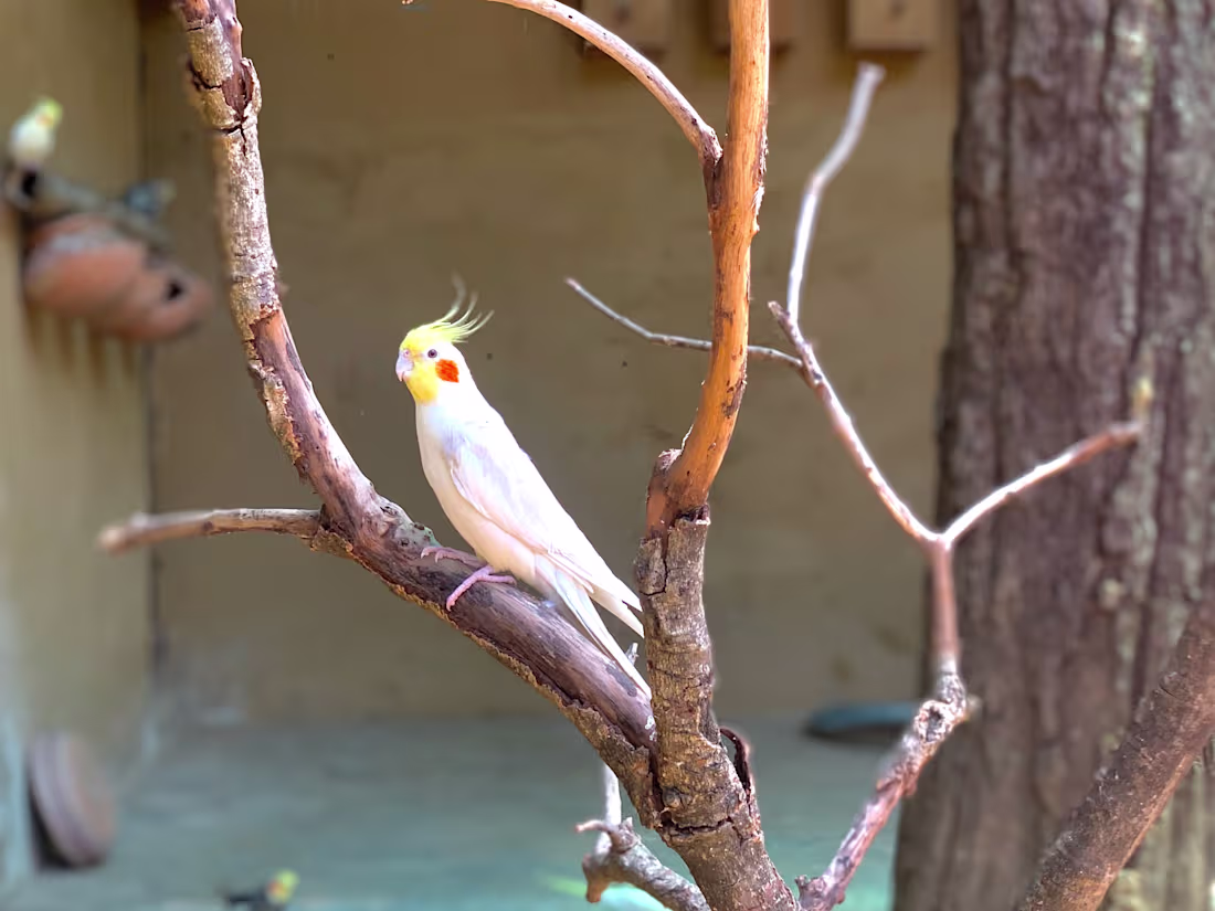 Cover image for nature pictures